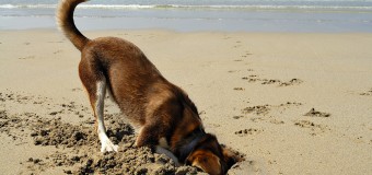 Boost Your Dog’s Popularity: A Call To All Pet Parents