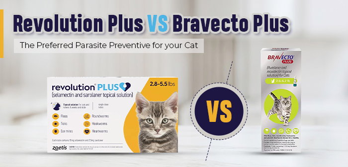 Revolution Plus vs. Bravecto Plus: The Preferred Parasite Preventive For Your Cat