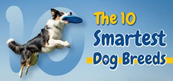 The 10 Smartest Dog Breeds: Know About These Furry Einsteins