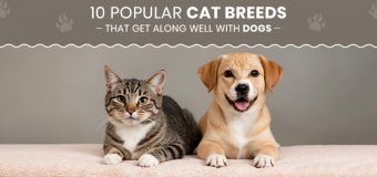 10 Popular Cat Breeds That Get Along Well With Dogs