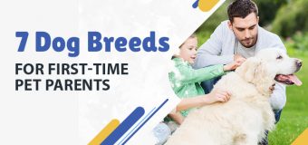7 Dog Breeds for First-Time Pet Parents