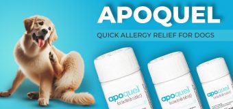 Apoquel – Quick Allergy Relief for Dogs