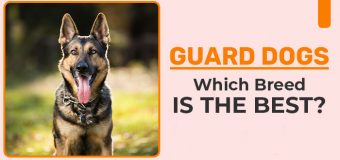 Family Guard Dogs- Which Breed Is The Best?