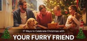 16 Ways to Celebrate Christmas with Your Furry Friend