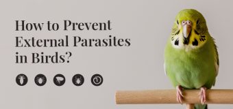 How to Prevent External Parasites in Birds?