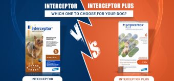 Interceptor vs Interceptor Plus: Which One to Choose for Your Dog?