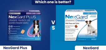 Nexgard Plus Vs. Nexgard – Which One Is Appropriate for Your Dog?
