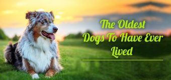 10 Oldest Dogs in World Records: Longest Living Dogs in History (Updated 2026)