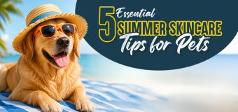 5 Essential Summer Skincare Tips for Pets