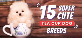 15 Super Cute TeaCup Dog Breeds