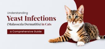 Understanding Yeast Infections (Malassezia Dermatitis) in Cats: A Comprehensive Guide