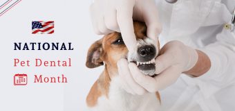 National Pet Dental Month – Importance of Veterinary Care for Dental Health