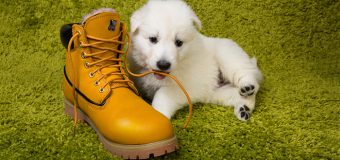 Tips And Tools To Ease Puppy Dentition Troubles
