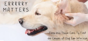 Know Ear Infections In Dogs: Symptoms, Causes, Diagnosis and Treatments