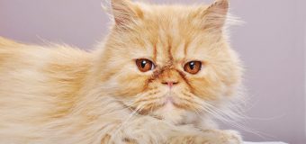 A Basic Introduction To Cat Eye Care Options