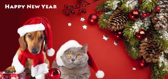 5 Pet Moments To Cherish This New Year