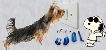 Teach Your Dog to Turn Lights On and Off