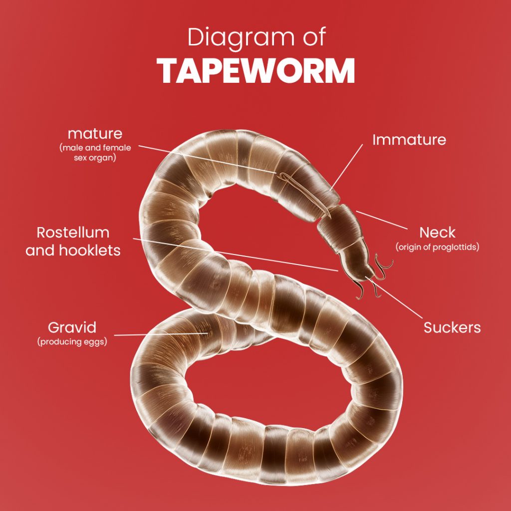 diagram of Tapeworms in dogs