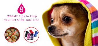 Top 8 Tips To Protect Your Pet In Cold Weather From Snow-bite
