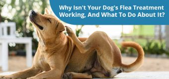 Why Isn’t Your Dog’s Flea Treatment Working, And What To Do About It?