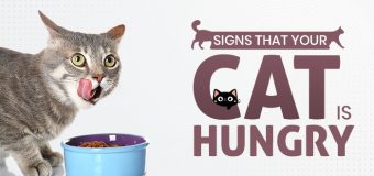 Signs That Your Cat Is Hungry