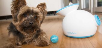 Keep Your Dog Busy When You’re Off To Work