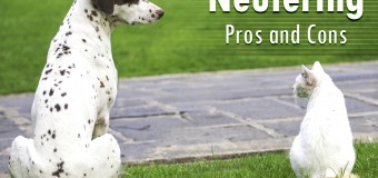 Neutering Canines And Felines- Pros And Cons