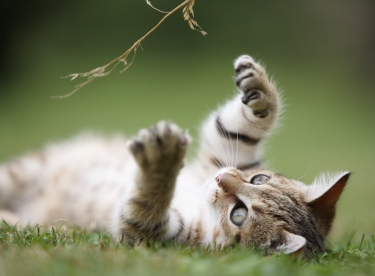 Top Five Ways to Help Your Aging Cat with Arthritis