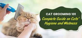 Cat Grooming 101: Complete Guide on Cats’ Hygiene and Wellness