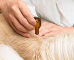 Dermoscent Dogs Step Three