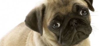 Eye Care for Dogs