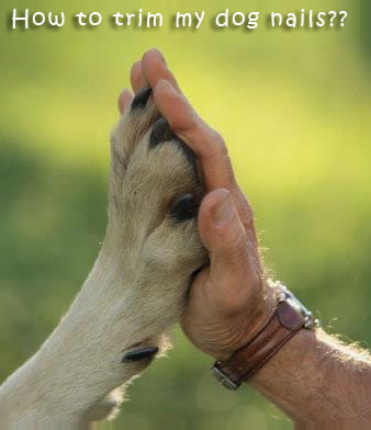 How to Trim Dog’s Nails – A Beginner’s Guide