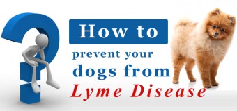 Lyme Disease: How To Prevent Your Dogs From It?