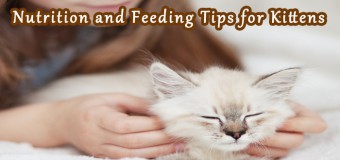 Nutrition and Feeding Tips for Kittens