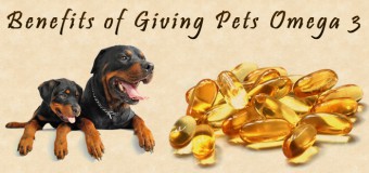How Omega 3 Fatty Acid Supplements Benefit Pets