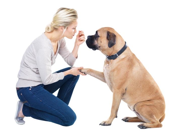 Glucosamine for Dogs – Limits the Risk of Arthritis