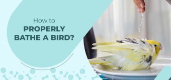 How to Properly Bathe a Bird?
