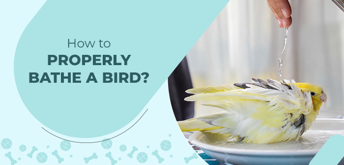 How to Properly Bathe a Bird?