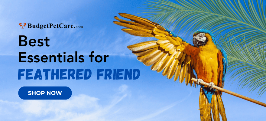 Protection with Bird Essentials for External Bird Parasites