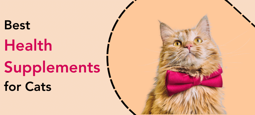 cat with beautiful bow tie and health supplements for cats with high discounts