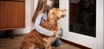 Is Your Dog Shaking due to Fireworks? Safety Tips for 4th of July