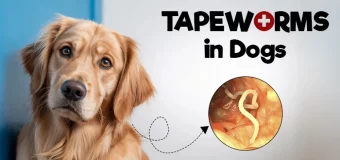 Tapeworms in Dogs – How They Spread, Their Symptoms, and Treatment Guide