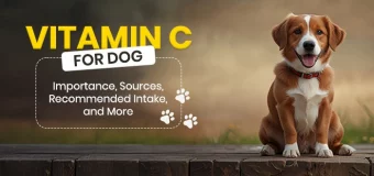 Vitamin C for Dogs: Importance, Sources, Recommended Intake, and More